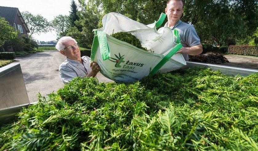 De jaarlijkse inzamelactie van taxussnoeisel door de stichting Taxus Taxi beleeft een voorspoedige start.