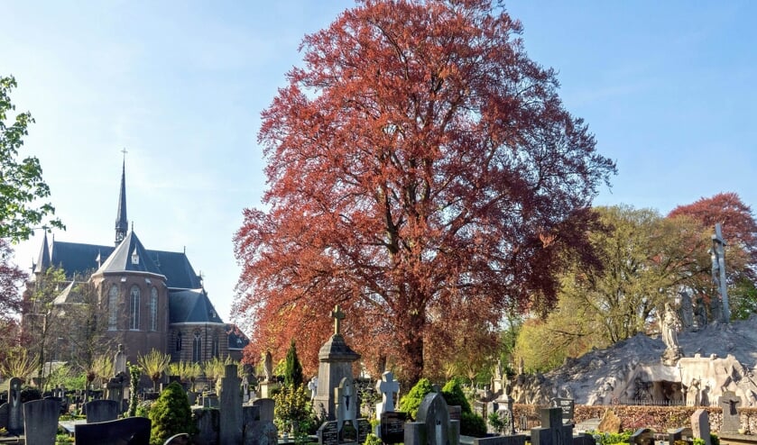 De bruine Beuk op het Rooise Martinuskerkhof