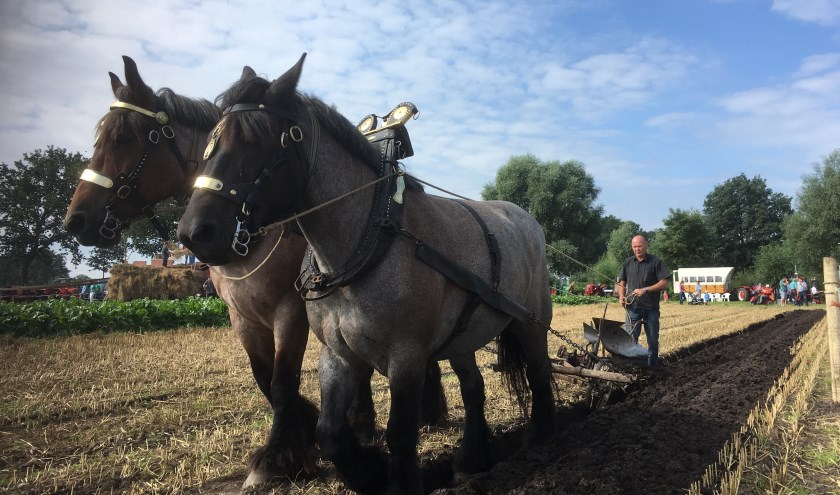 De twaalfde editie van de Auwerwetse Boekelse Oogstdag vindt plaats op zondag 11 augustus.