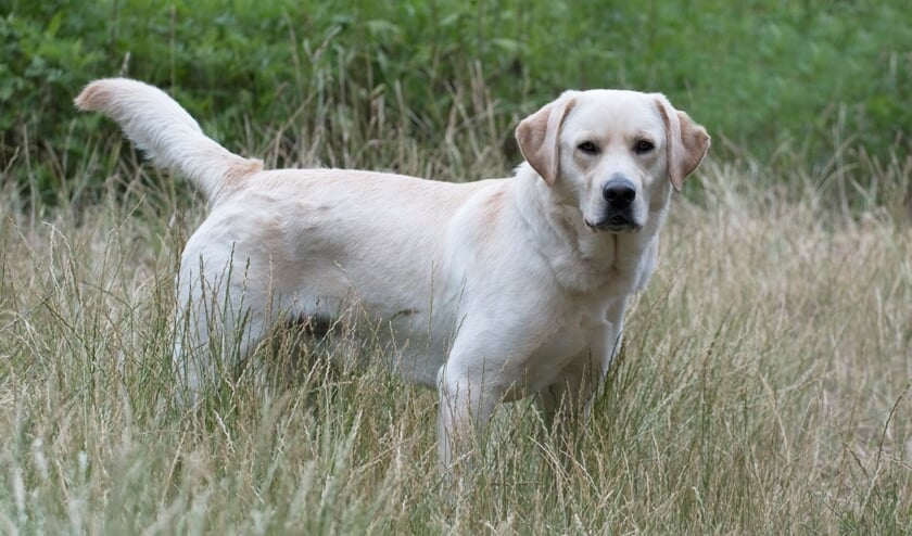 Boyka is een lieve, aanhankelijke labrador reu die op zoek is naar een thuis.