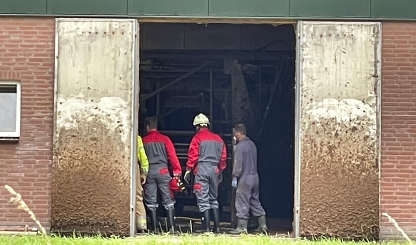Erp Koe valt in gierput, brandweer schiet te hulp | ?@Kliknieuws? .