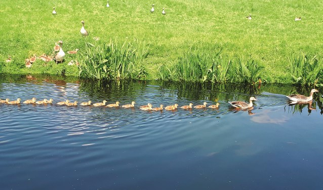 Tellen maar... veel ganzen echtparen hebben 2 à 4 kuikens maar deze....Beeld: Chris de Heij