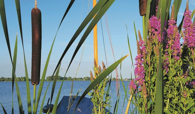 Grote sigaren aan de Nieuwenbroekse plas in Reeuwijk.Beeld: Hanneke de Knikker