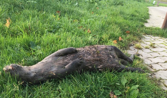Dode otter gevonden bij Driebruggen 1 dag geleden 1 dag geleden Gisteren bereikte de redactie het - Kijk op Bodegraven-Reeuwijk