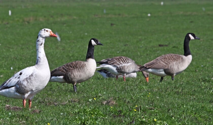 Schadeveroorzakende ganzen, met v.l.n.r. de bastaard soepgans, Canadese Gans en Grauwe Gans