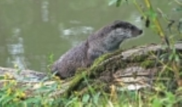 De otter is na 50 jaar afwezigheid op camera gesignaleerd bij de Reeuwijkse Plassen