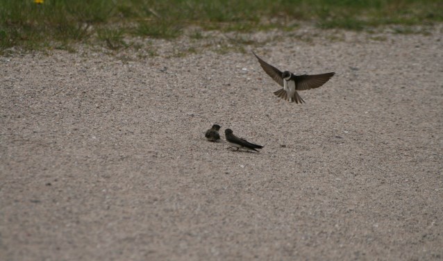 Foto: Marieke Grijpink