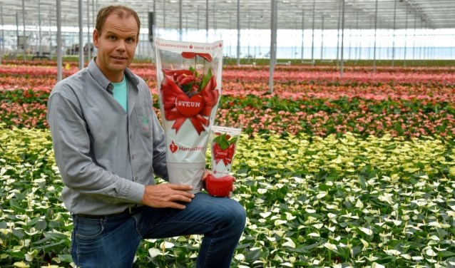 Anthuriumteler Marco van der Goes uit Hoek van Holland zet zich ieder jaar in voor de Hartstichting.