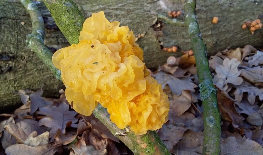 De gele trilzwam is recent als parasiet ontmaskerd. (Foto: Chantal Bloemhard)