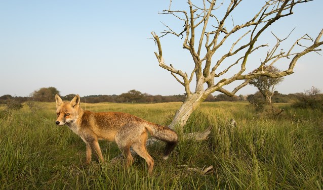 Een vos eet vlees en vruchten. (Foto: Gerard de Hoog)