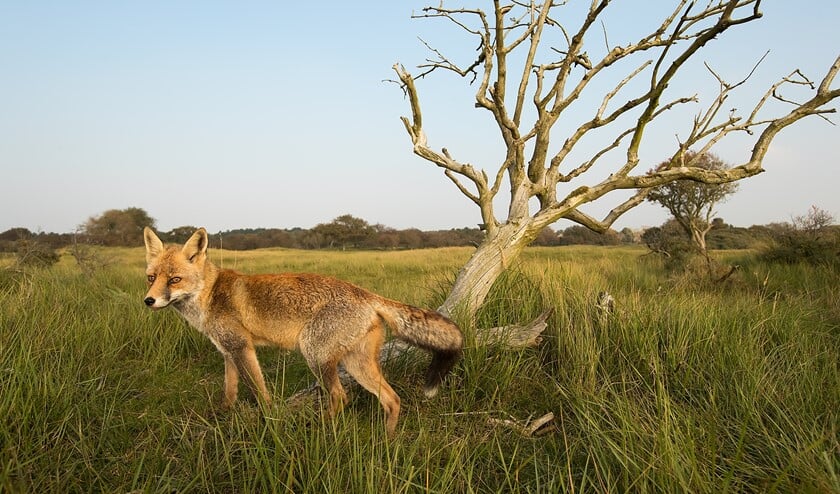 Een vos eet vlees en vruchten. (Foto: Gerard de Hoog)