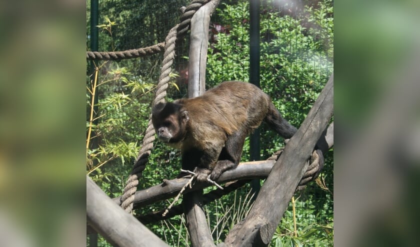 Nieuwe vriendjes voor de kapucijnapen. (Foto: PR/Plaswijckpark)