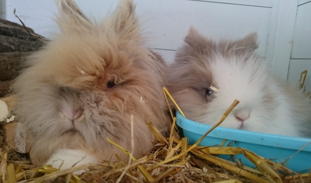 Gompy en Daisy zoeken baasje