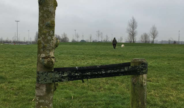 Het zijn vooral kleine(re) bomen die worden gekapt.
