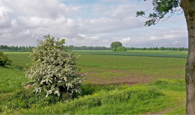 Veldstruweel levert een bijdrage aan akkernatuur.