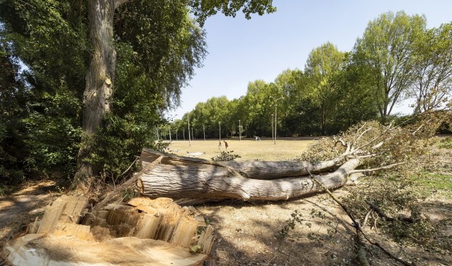 De bomen zijn er slecht aan toe.