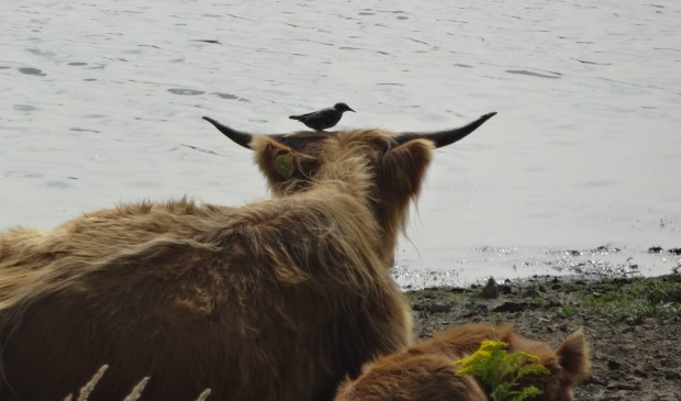 schotse hooglanders