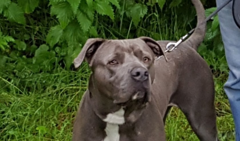 Macho is heel vrolijk als hij eenmaal gewend is.