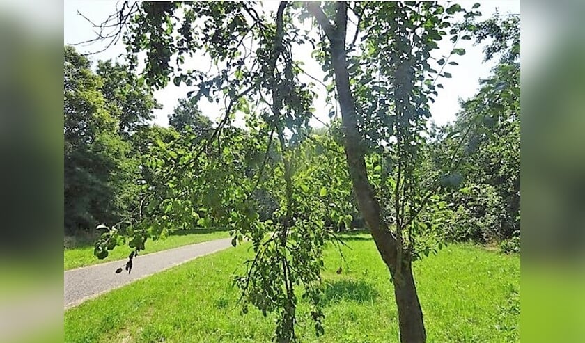 Pruimenboom met pluk schade