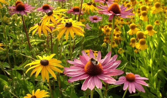 Biodiversiteit goed voor bijen en vlinders