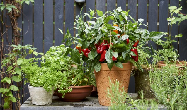 Foto: Mooiwatplantendoen.nl