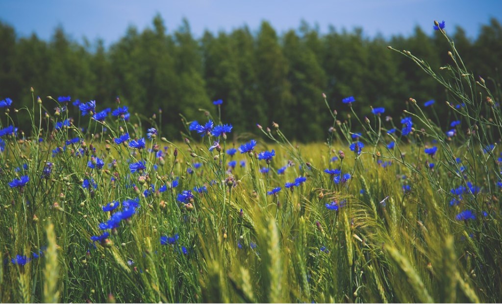 Cool Nature