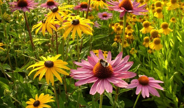 Biodiversiteit goed voor bijen en vlinders