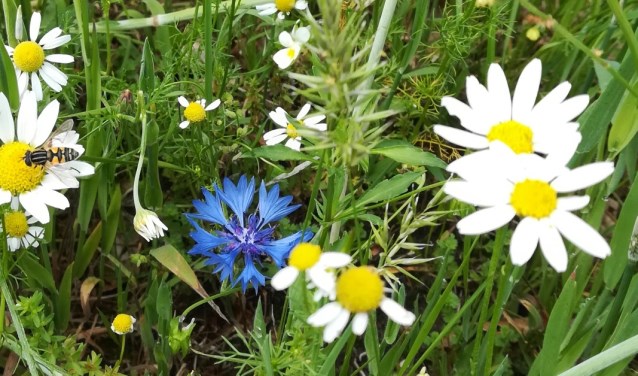 korenbloem en kamille