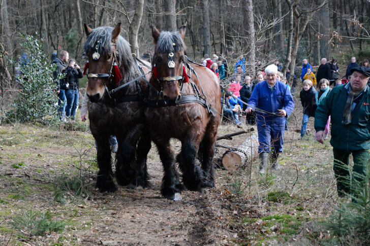 trekpaarden natuurmuseum Holterberg bomen kappen