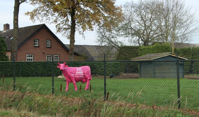 De campagne van Mabib is herkenbaar aan enkele roze koeien in het buitengebied van Laarbeek | Fotonummer: 24e14a