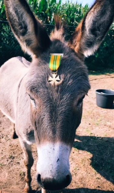 Ezel ‘Sven’ met het Vierdaagse kruisje van Lenneke | Fotonummer: d2e3a9