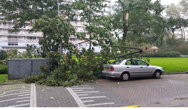 In de Treubstraat is een tak van een boom op een auto gevallen.