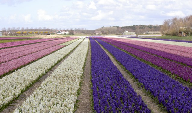 De bollenvelden bij Hillegom-noord. | Foto: pr