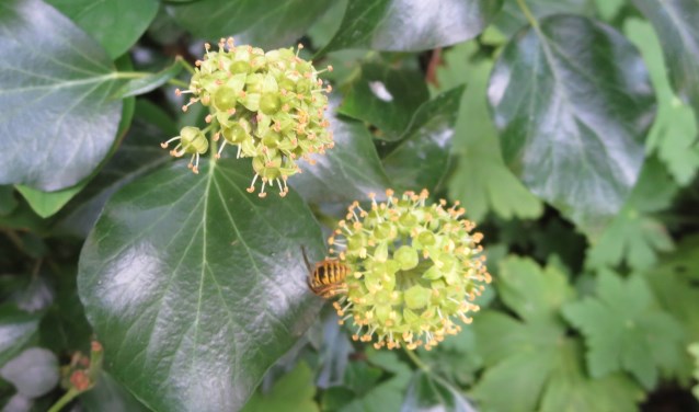 Klimop biedt een schuilplaats aan vogels en insecten, en zorgt bovendien voor extra muurisolatie.