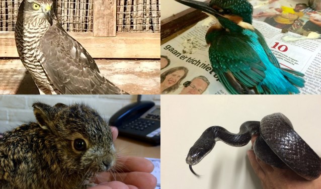 Opgehaald door de Dierenambulance: sperwer, ijsvogel, jong haasje en een rattenslang. | Foto: pr