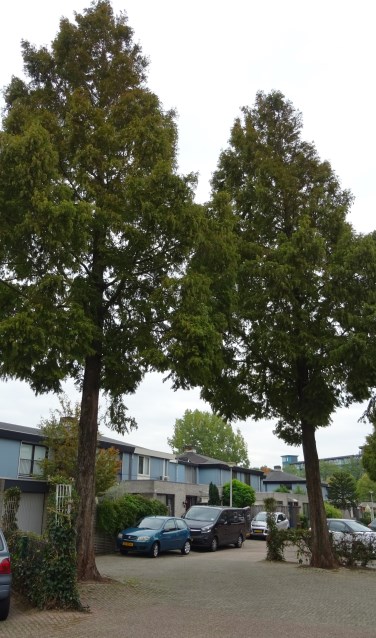 Twee van de gedoemde metasequoia's. | Foto: C. v.d. Laan