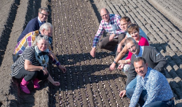 Het bestuur plant de hyacintenbollen bij VOF J Heemskerk aan de 1e Loosterweg in Hillegom.