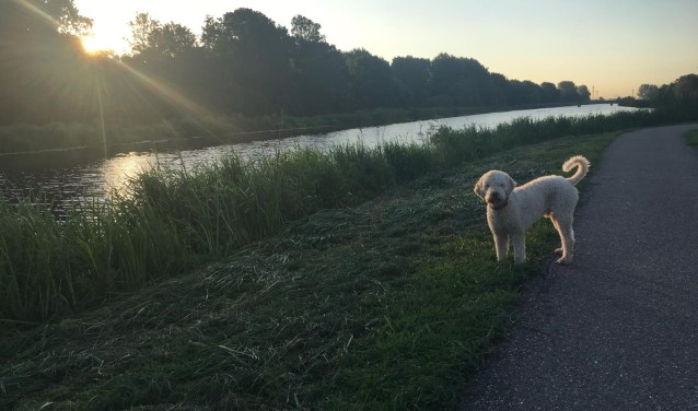 De hond uitlaten op een mooie zondagochtend, een vorm van Gratis Lekkerte.
