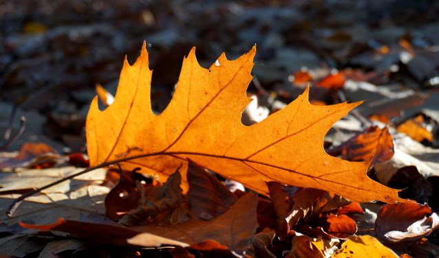 Een afgevallen herfstblaadje van de Amerikaanse eik.