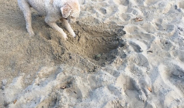 Het is een genoegen de hond zo bezig te zien. Driftig gravend, vol energie en enthousiasme.