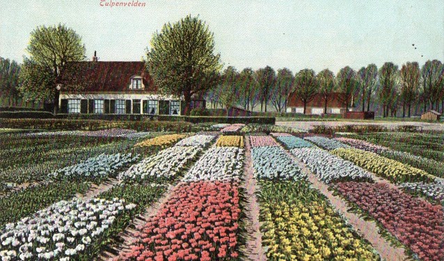 Voorbeeld van een historische prentbriefkaart uit de Bollenstreek.