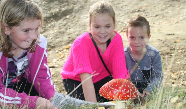 Staat een dergelijke paddenstoel in de Merenwijk? Foto: archief.