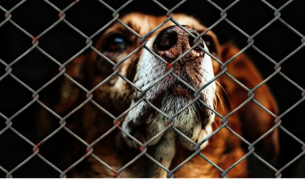 In de Lisser begroting is geen geld opgenomen voor dierenwelzijn.
