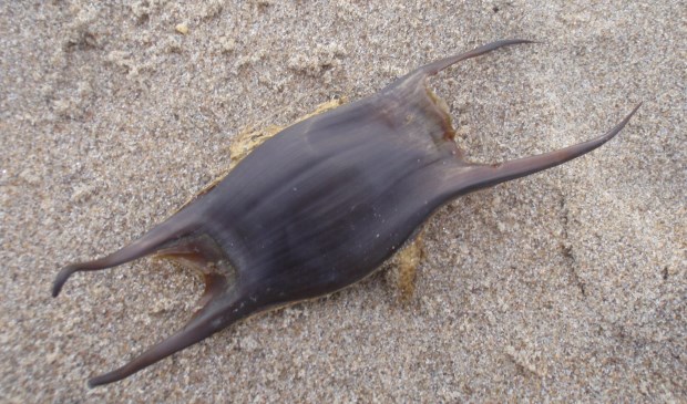 Eikapsel van een rog op het strand.