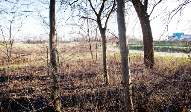 Achter deze bomen nu nog een weide van gras, straks een weide van 5.500 zonnepanelen. Rechts de waterzuivering. | Foto: Adrie van Duijvenvoorde