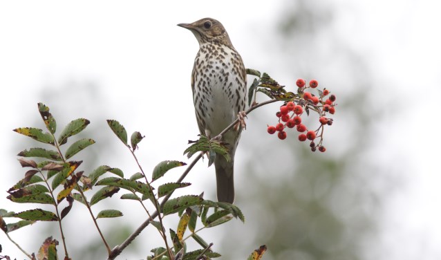 Leer vogels aan de zang herkennen in het Natuurcentrum. | Foto: Dineke Kistemaker