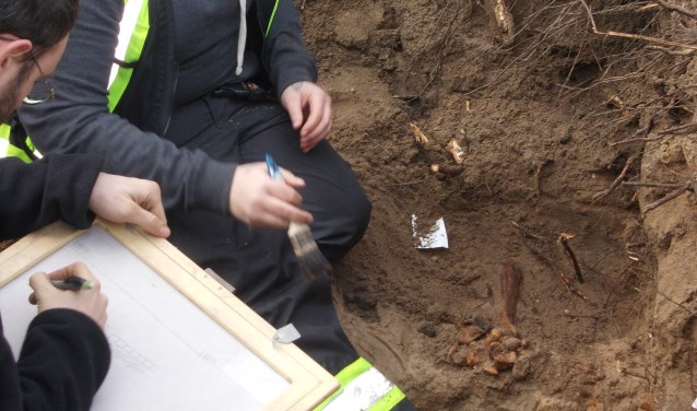 Bot uit bovenbeen steekt uit de grond. | Foto: Piet de Boer