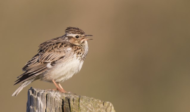 Een Boomleeuwerik in Berkheide. | Foto: Staatsbosbeheer / Mark Kras