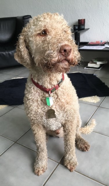 Ook sommige honden verdienen een lintje.