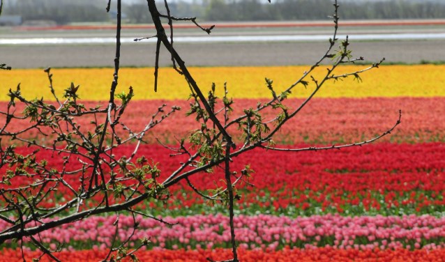 In de omgevingsvisie worden 6 deelgebieden genoemd, waaronder: een duurzame bloementuin.| Foto: pr